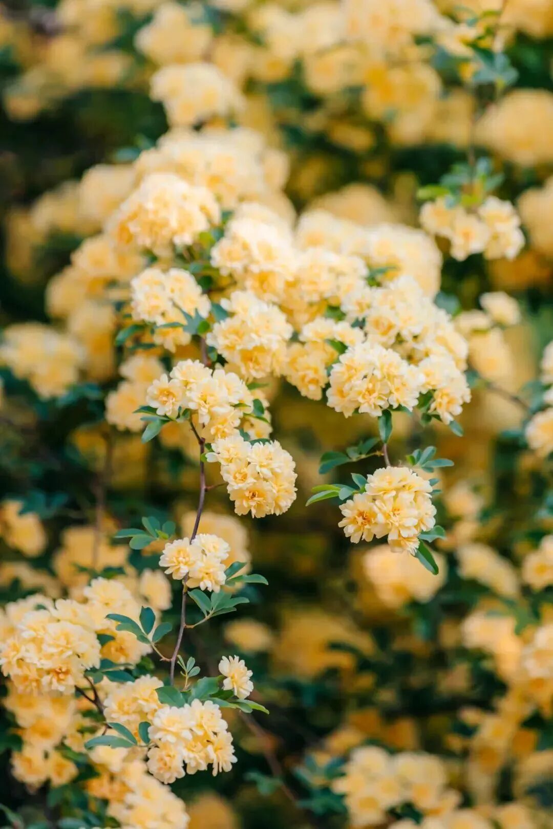 木香成雪！遇见故事里的小黄花~