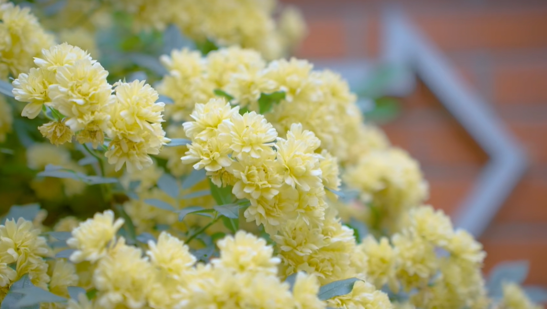 木香成雪！遇见故事里的小黄花~