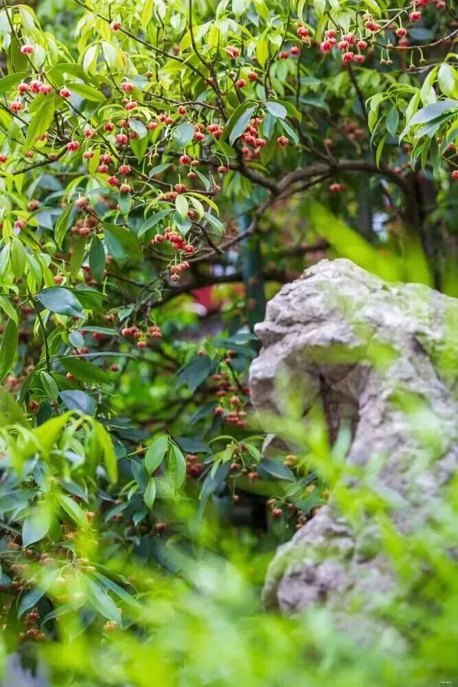 五一游东山，一路向湖一路花！