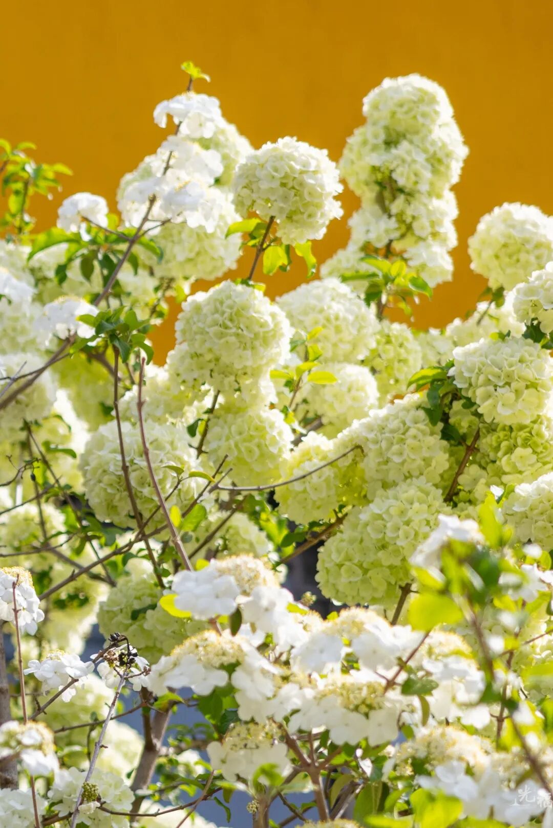 光福的木绣球，也太会开了吧！