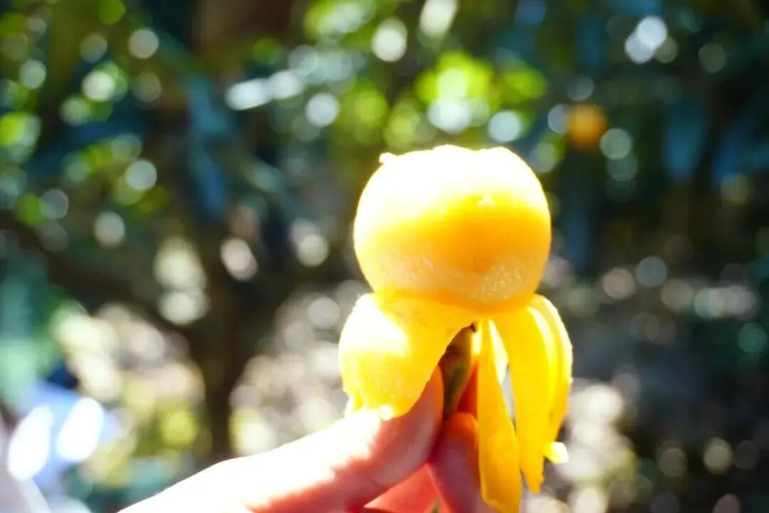 枇杷来了，就在下个月！