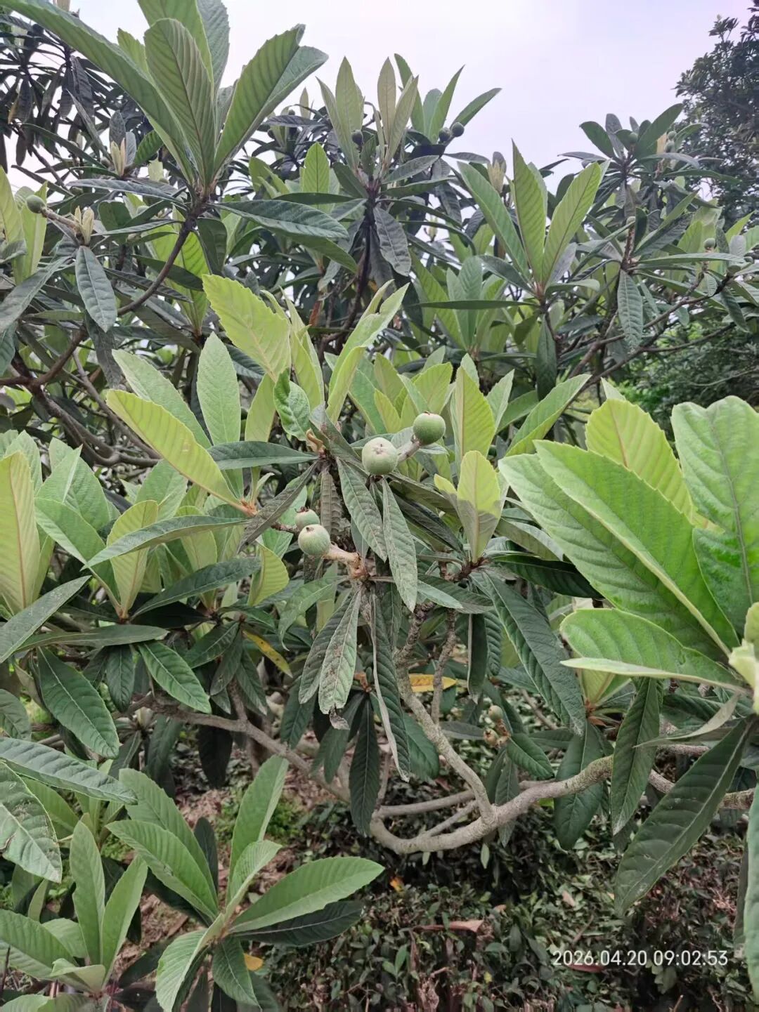 枇杷来了，就在下个月！