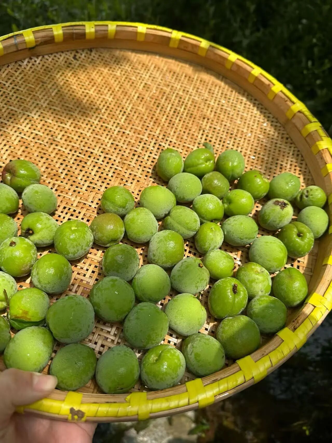 青梅挂满枝！“初夏味道”已上线~