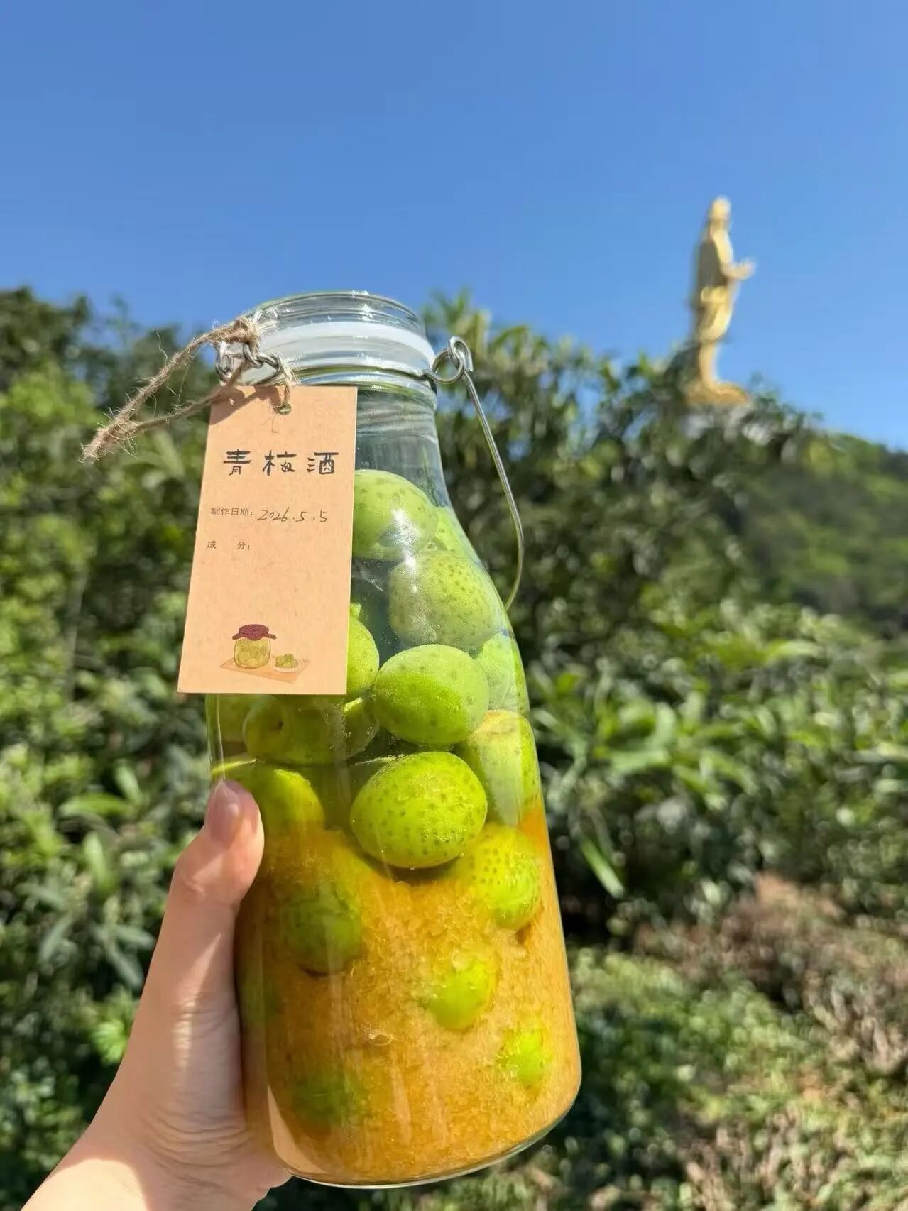 青梅挂满枝！“初夏味道”已上线~