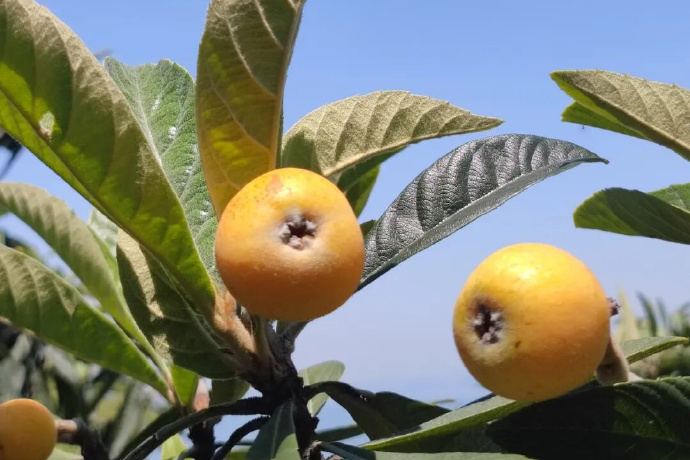 早熟枇杷开采！太湖边不止这一口甜~