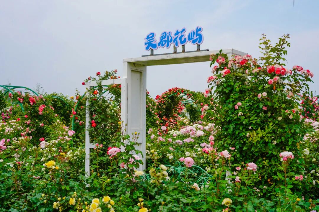 玫瑰开好了！吴中初夏，浪漫出发！