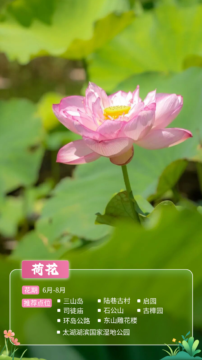 超全！收藏！苏州太湖夏日追花指南