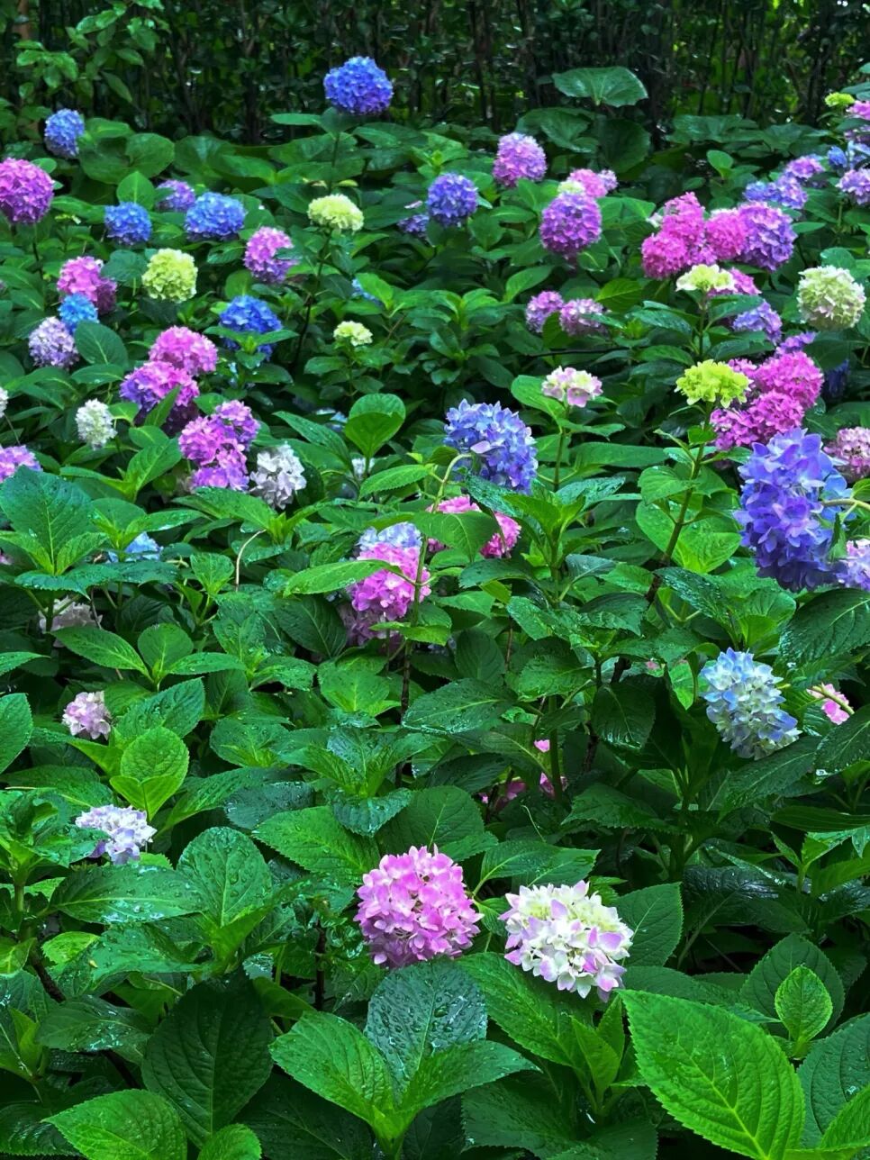 吴中夏日追花指南！花期打卡不迷路~
