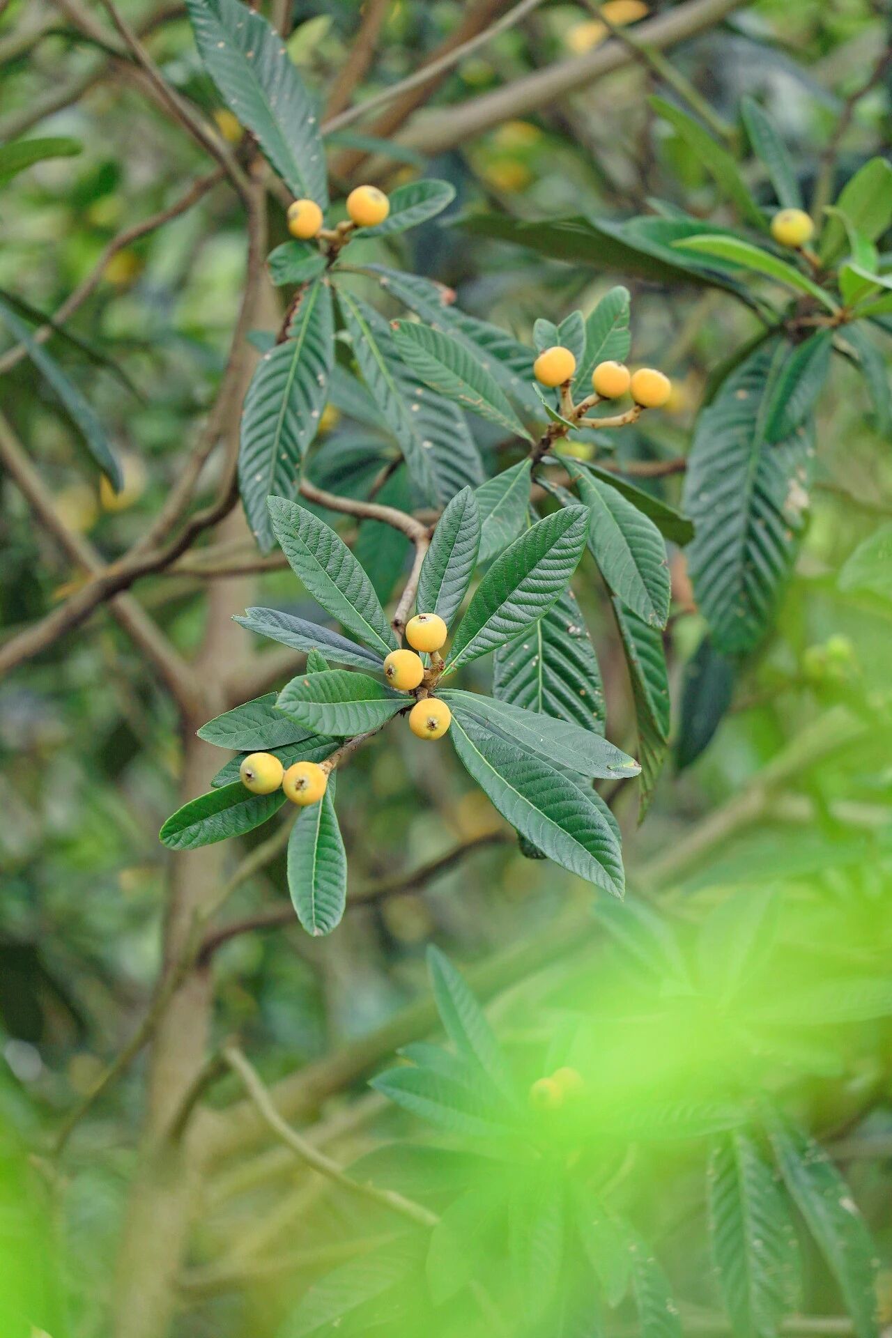西山人的夏天，从一颗青种枇杷开始