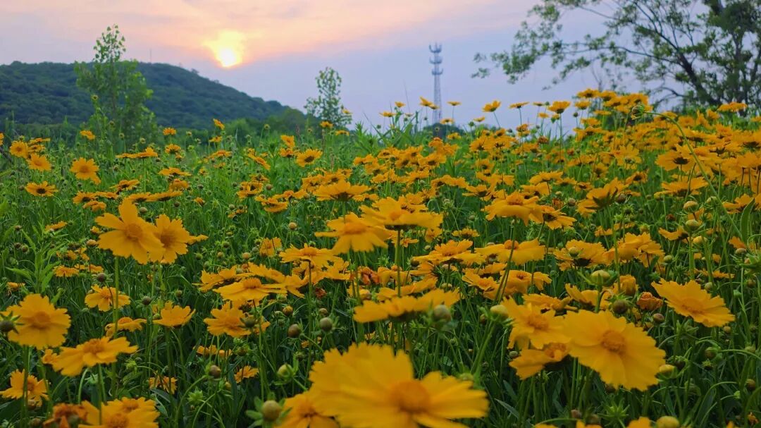 岛屿园林，私藏一段慢时光