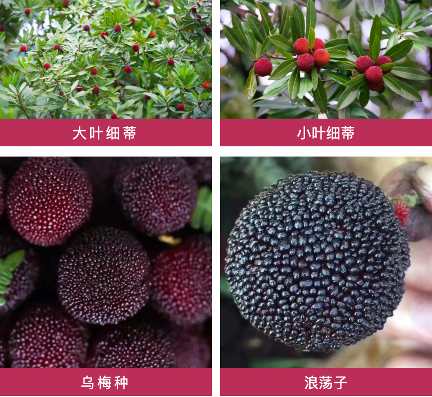 即将上市！想到就流口水~