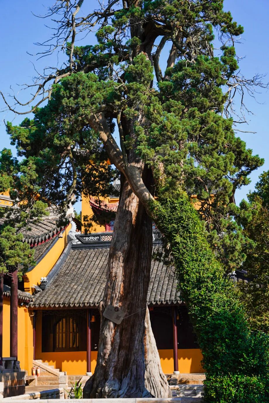 来光福，与千年古树共度一夏~