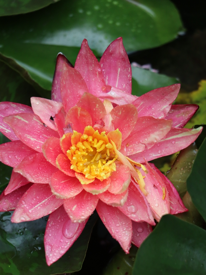 西山岛夏日限定！睡莲初绽，赴一池浪漫~