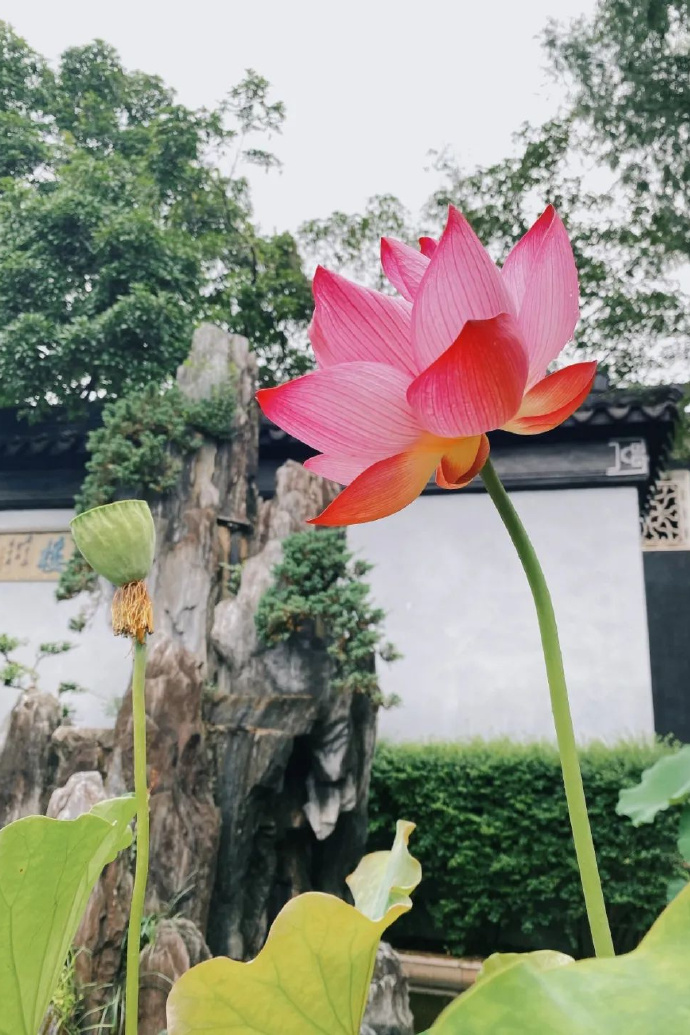 荷自吴中起，荷你赴花期～宝藏荷景剧透
