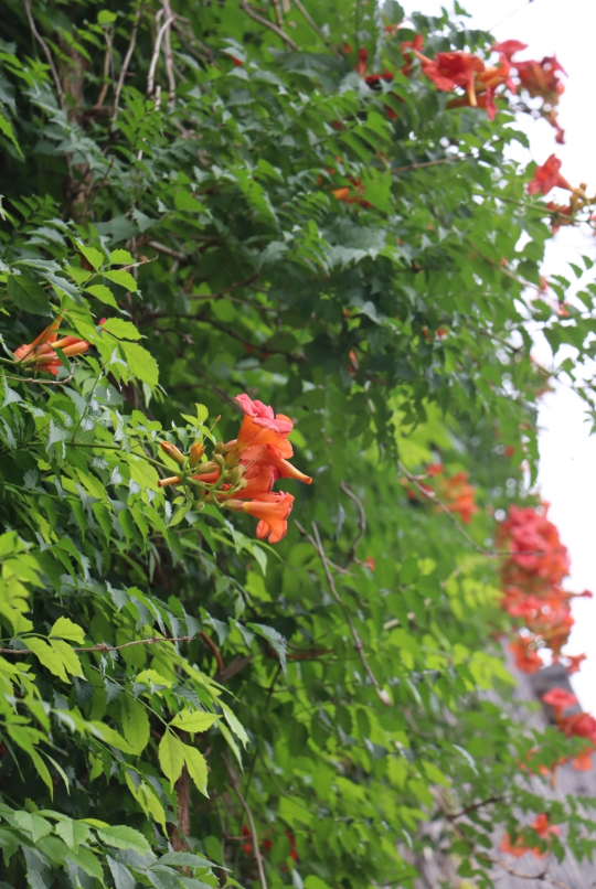 夏日渐浓，凌霄花开~