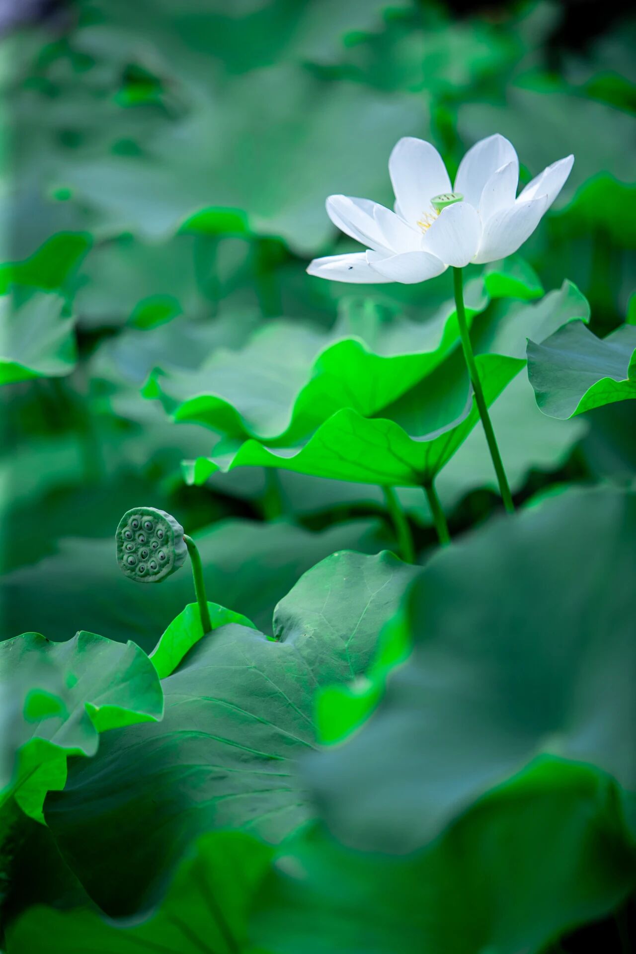 夏日“渎”家清凉小记