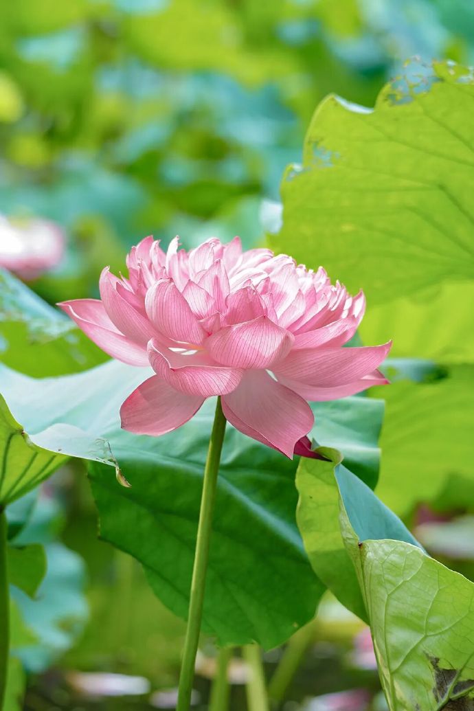 端午太湖漫游指南