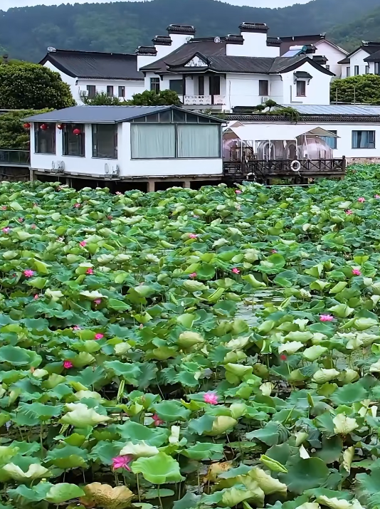 “荷”你相约！西山岛全点位赏荷、品荷攻略来啦~