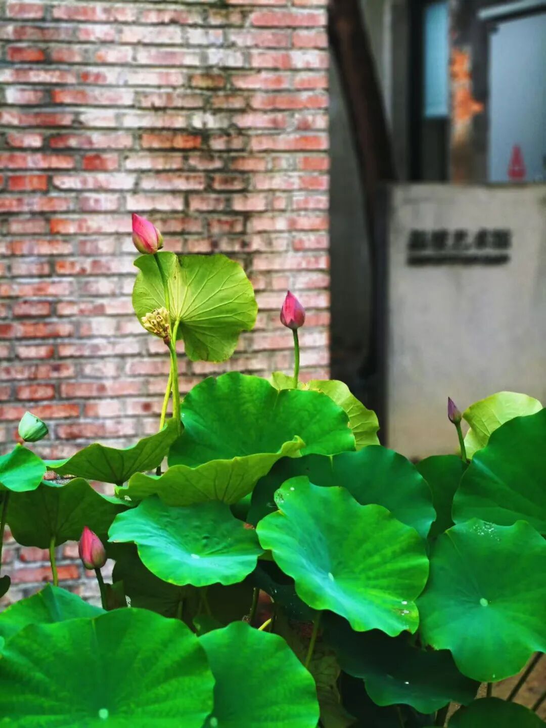 荷花市集本周继续！逛吃听曲全安排~
