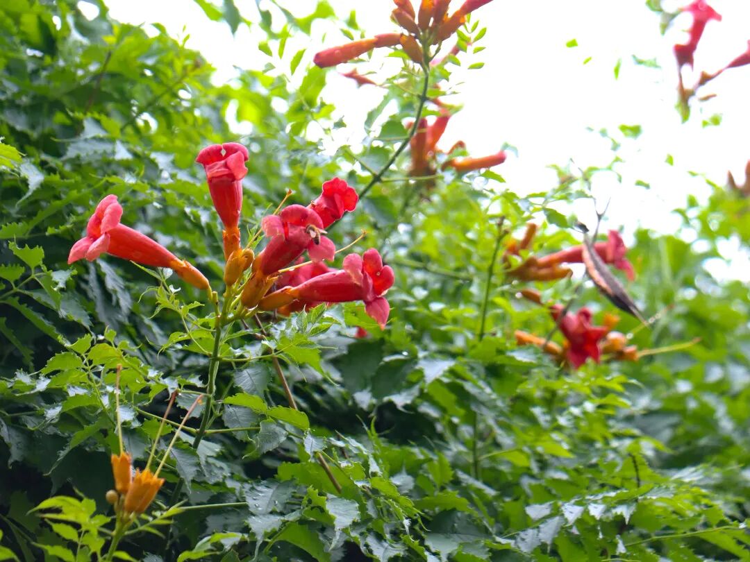 来西山岛感受凌霄花的热烈！
