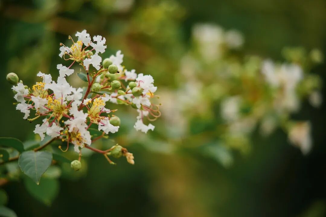 紫薇花开，邂逅“姹紫嫣红”的浪漫～