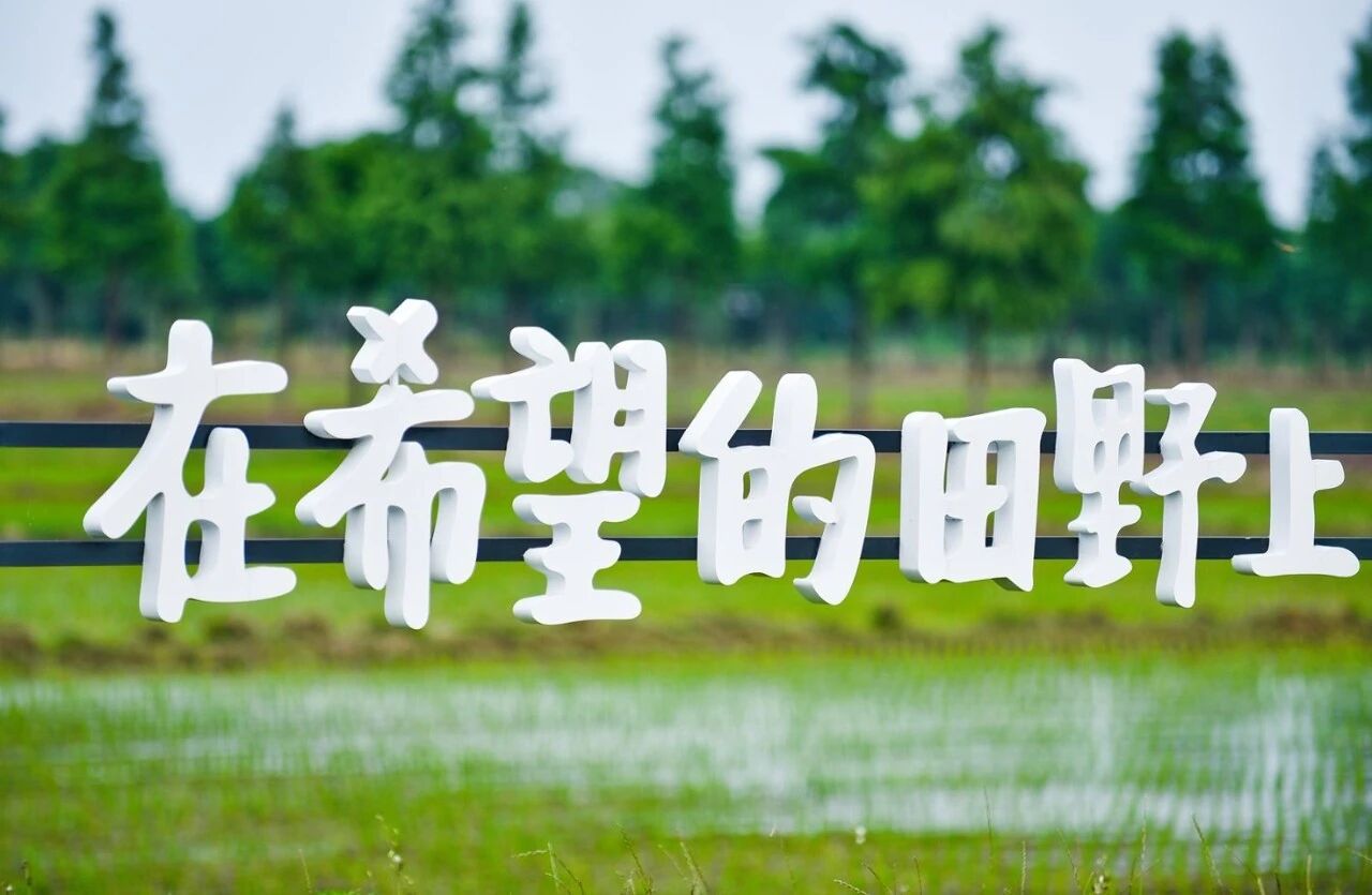 暖村的田野里，藏着100种夏日玩法！