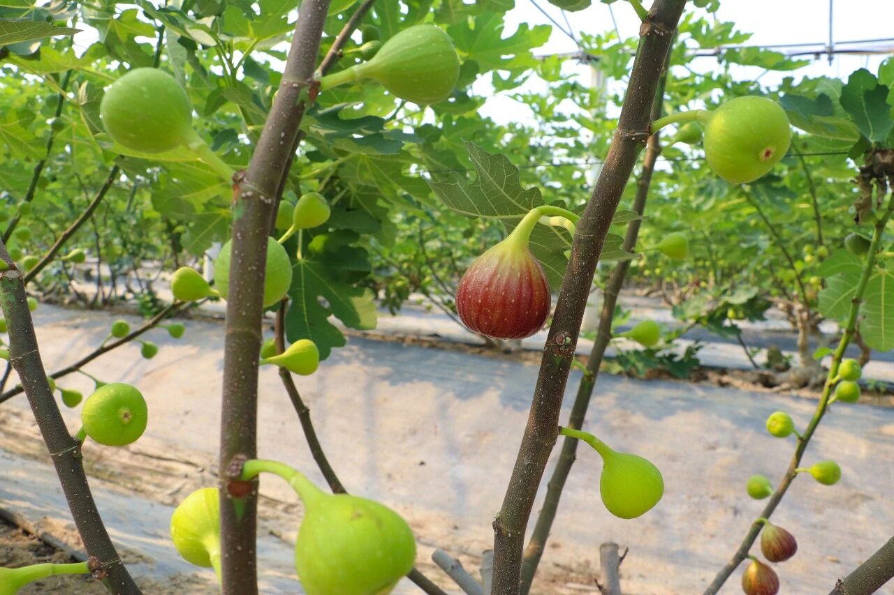 个大香甜软糯！西山岛无花果成熟上市，等你来尝鲜~
