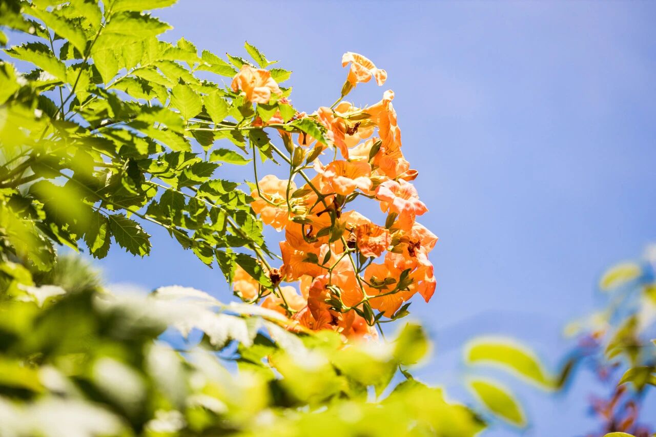 木叶摇秋声，凌霄作别夏日长