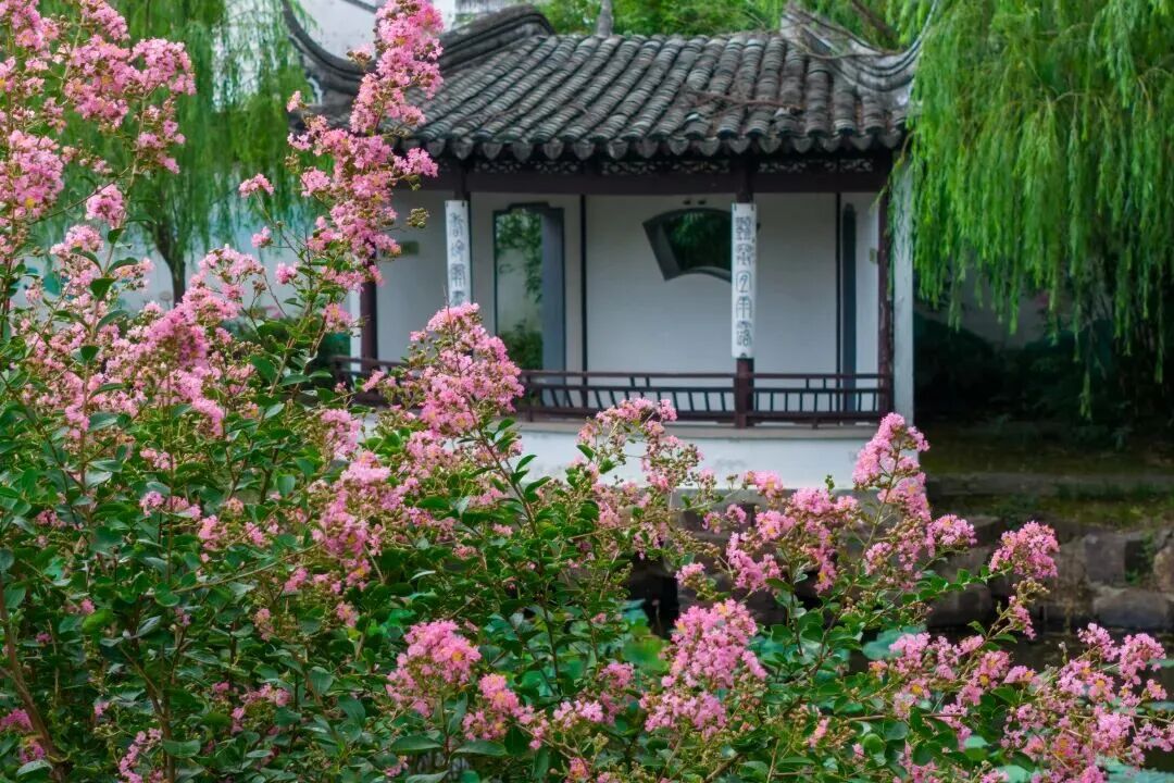 吴中夏末秋初限定赏花攻略~