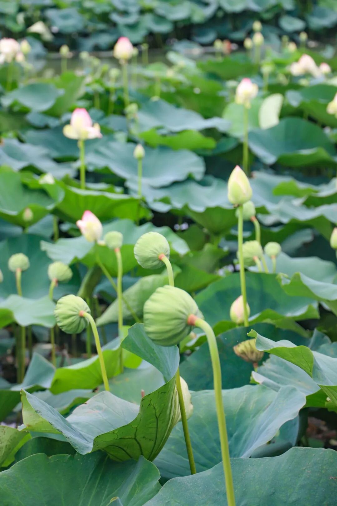 “荷”你相遇，“蓬”然心动~