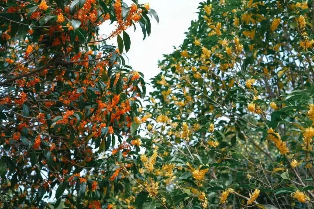 好玩又出片！4条线路带你玩转光福