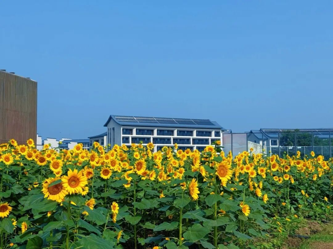 暖村拾趣，田园研学之旅