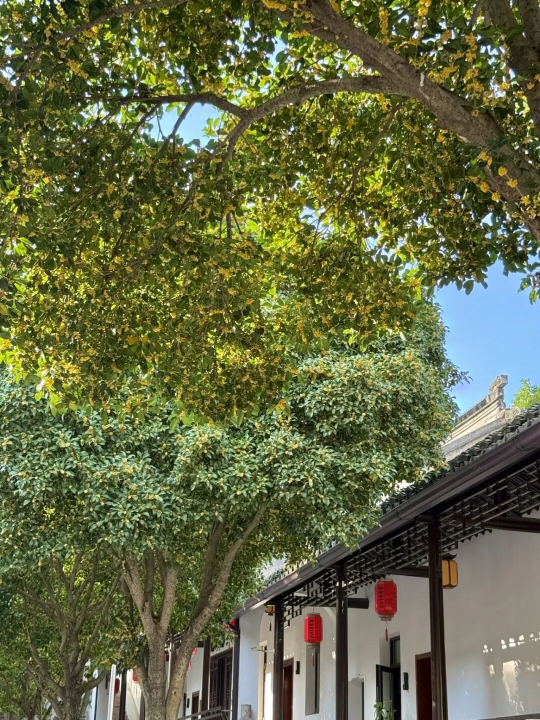 真香！西山岛的桂花，说开就开！