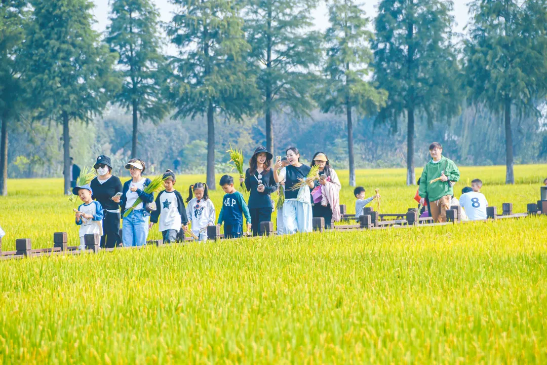 秋天好！带孩子来暖村割稻～