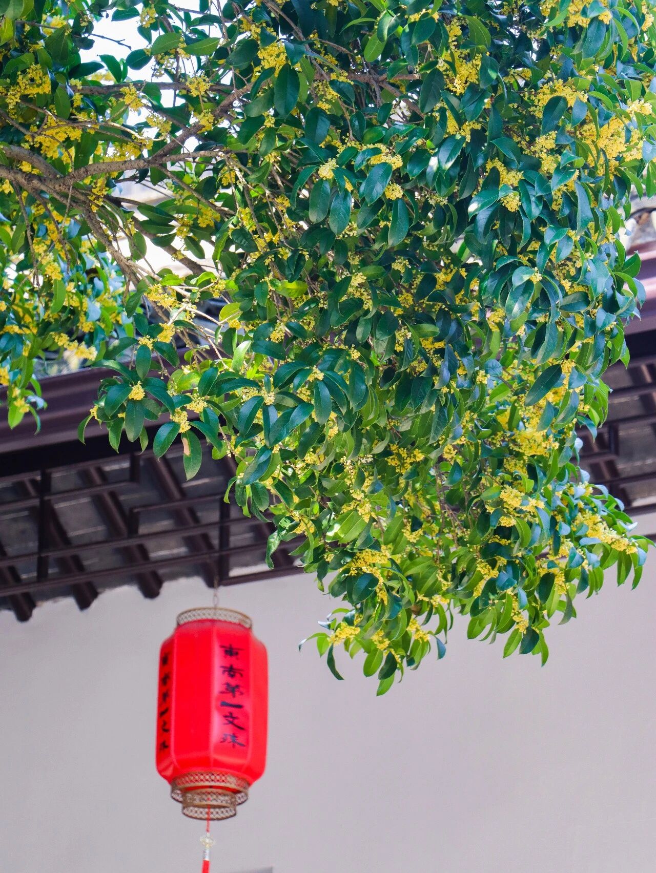 上岛，遇见桂花味的包山禅寺~