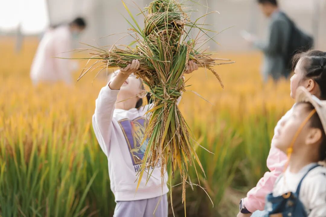 秋色正好，带娃来吴中！赏花、趣跑、割稻、逛花谷～