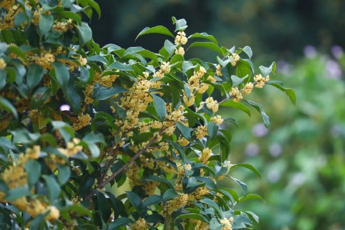吴中这条桂花线，“香”到想打包带走~