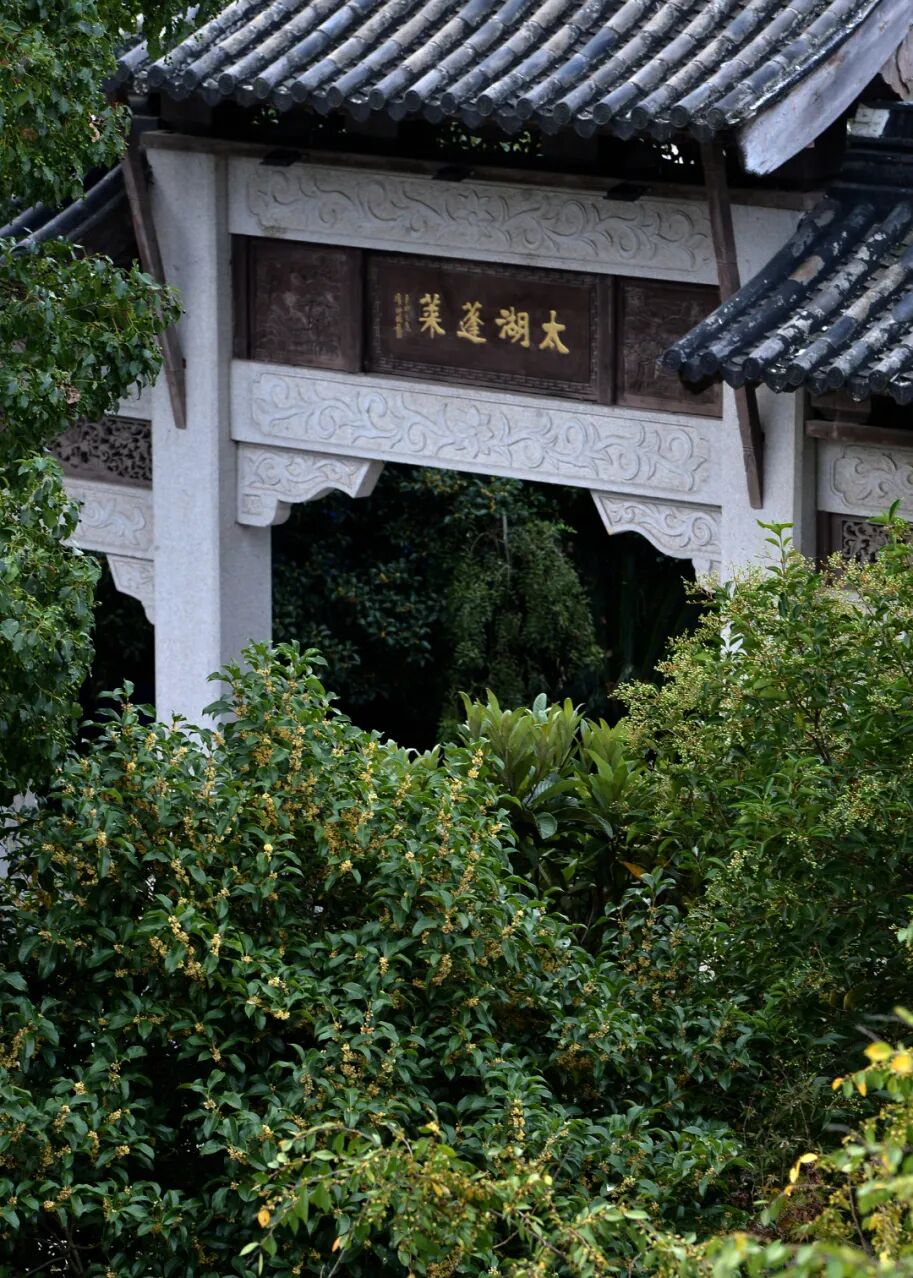 来东山，淋一场温柔的桂花雨~